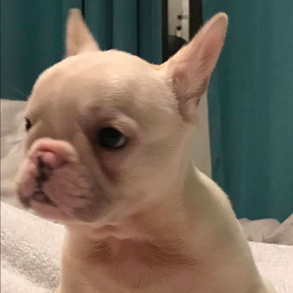 Meet your Posher, Carolina